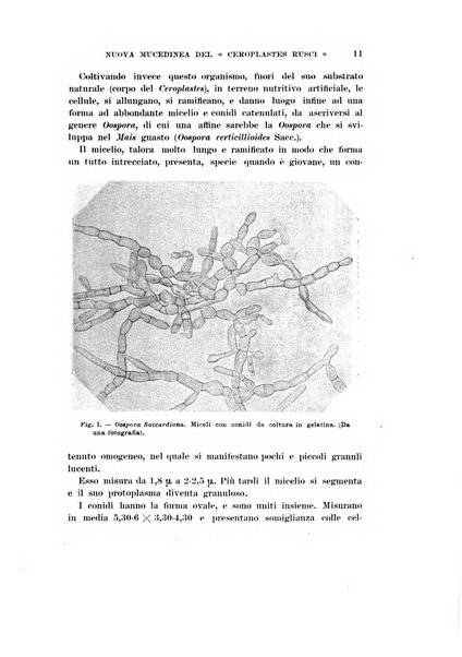 Redia giornale di entomologia pubblicato dalla R. Stazione di entomologia agraria