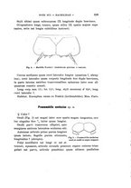 giornale/UFI0040156/1905/unico/00000343