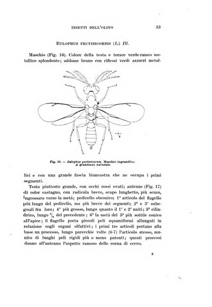 Redia giornale di entomologia pubblicato dalla R. Stazione di entomologia agraria