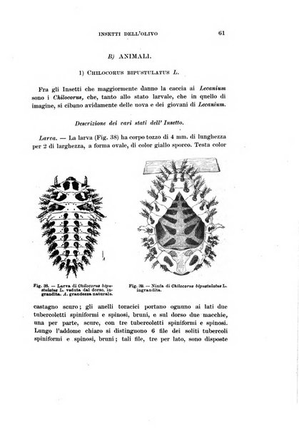 Redia giornale di entomologia pubblicato dalla R. Stazione di entomologia agraria