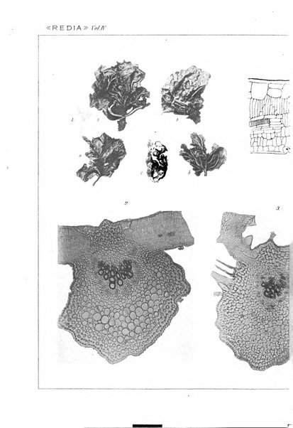 Redia giornale di entomologia pubblicato dalla R. Stazione di entomologia agraria