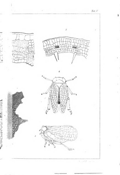 Redia giornale di entomologia pubblicato dalla R. Stazione di entomologia agraria