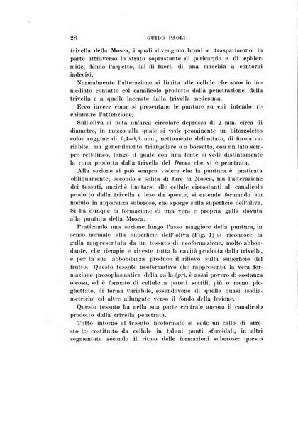 Redia giornale di entomologia pubblicato dalla R. Stazione di entomologia agraria