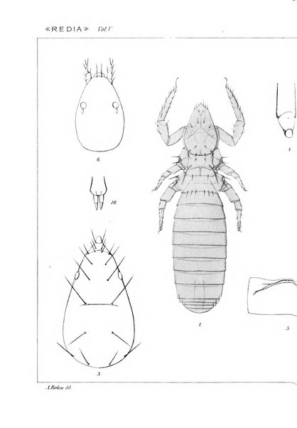 Redia giornale di entomologia pubblicato dalla R. Stazione di entomologia agraria