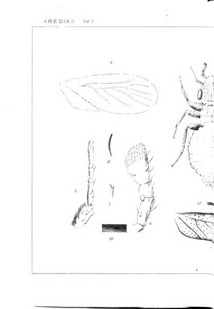 Redia giornale di entomologia pubblicato dalla R. Stazione di entomologia agraria