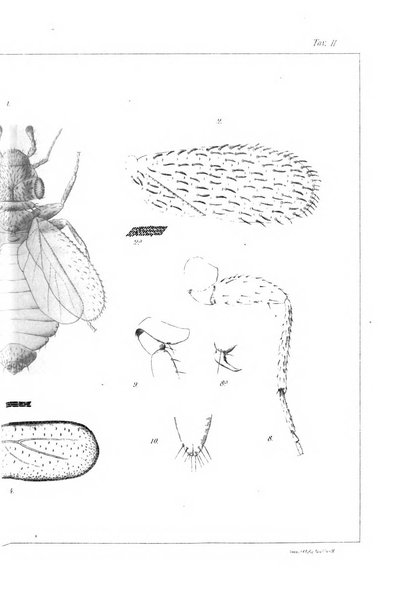 Redia giornale di entomologia pubblicato dalla R. Stazione di entomologia agraria