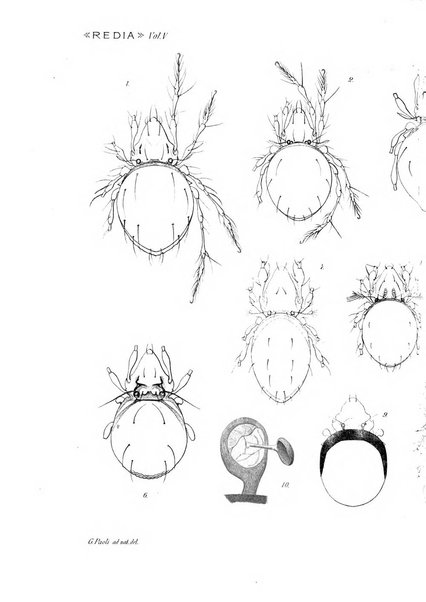 Redia giornale di entomologia pubblicato dalla R. Stazione di entomologia agraria