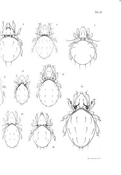 Redia giornale di entomologia pubblicato dalla R. Stazione di entomologia agraria