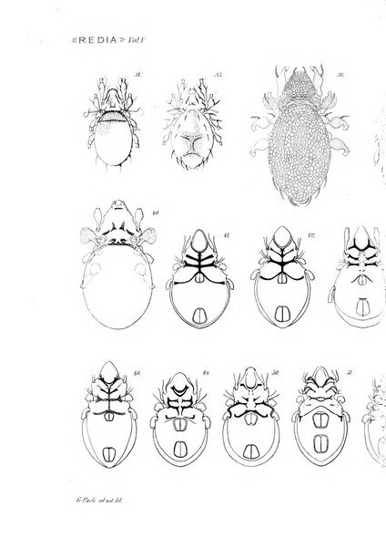 Redia giornale di entomologia pubblicato dalla R. Stazione di entomologia agraria