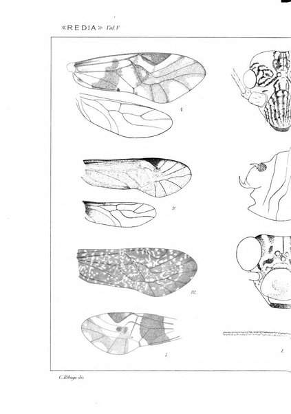 Redia giornale di entomologia pubblicato dalla R. Stazione di entomologia agraria