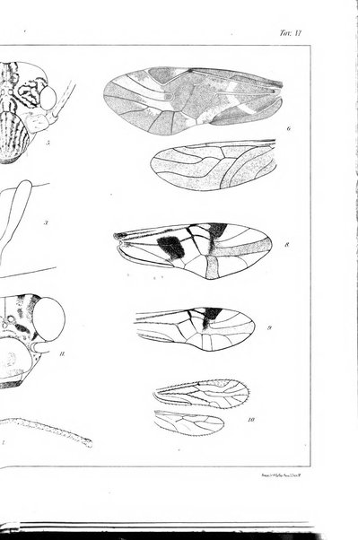 Redia giornale di entomologia pubblicato dalla R. Stazione di entomologia agraria