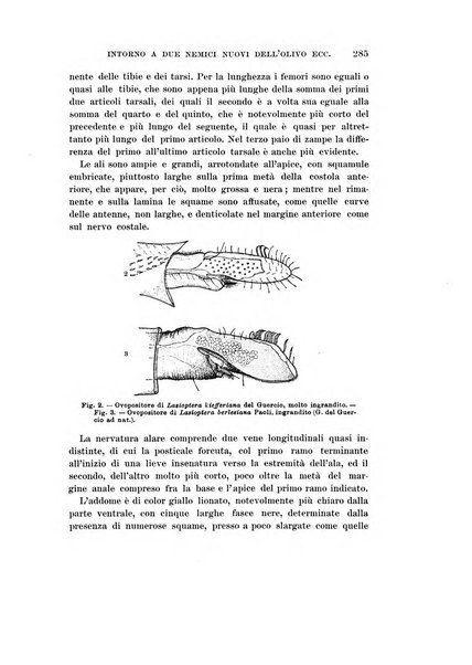 Redia giornale di entomologia pubblicato dalla R. Stazione di entomologia agraria