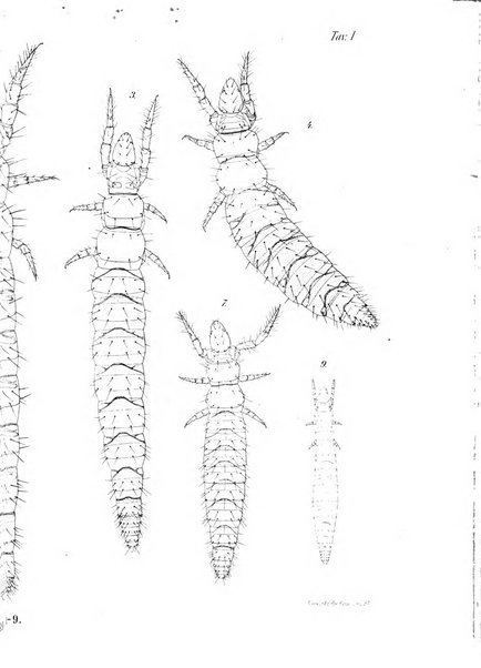 Redia giornale di entomologia pubblicato dalla R. Stazione di entomologia agraria