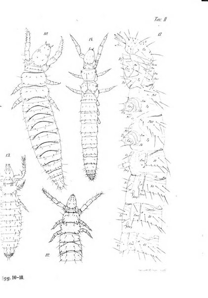 Redia giornale di entomologia pubblicato dalla R. Stazione di entomologia agraria