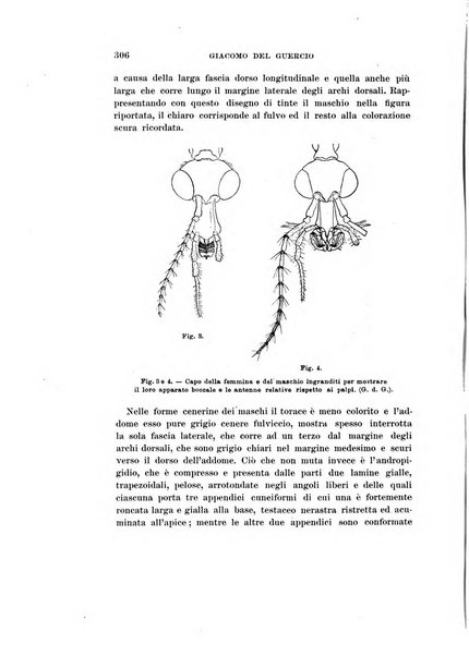 Redia giornale di entomologia pubblicato dalla R. Stazione di entomologia agraria