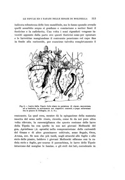 Redia giornale di entomologia pubblicato dalla R. Stazione di entomologia agraria