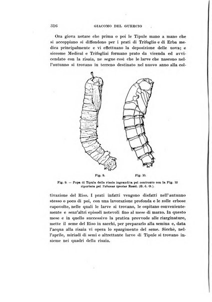 Redia giornale di entomologia pubblicato dalla R. Stazione di entomologia agraria