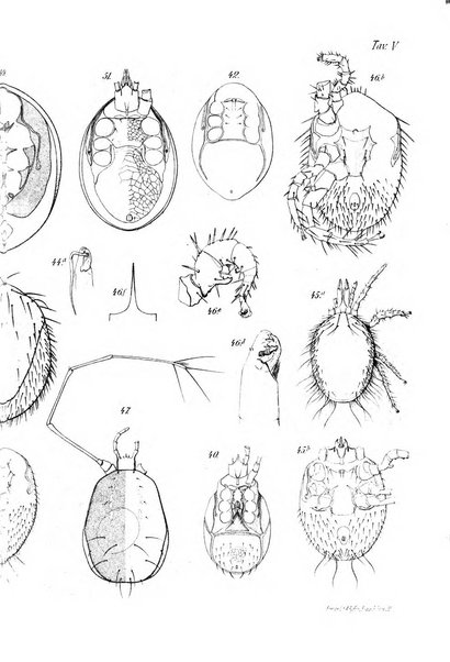 Redia giornale di entomologia pubblicato dalla R. Stazione di entomologia agraria