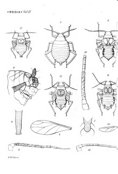 Redia giornale di entomologia pubblicato dalla R. Stazione di entomologia agraria