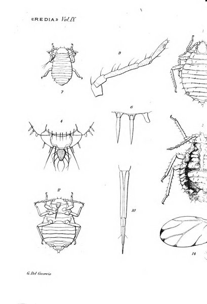 Redia giornale di entomologia pubblicato dalla R. Stazione di entomologia agraria