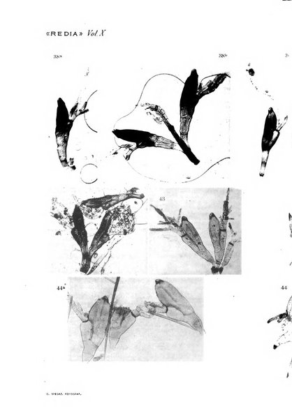 Redia giornale di entomologia pubblicato dalla R. Stazione di entomologia agraria