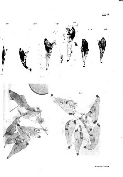 Redia giornale di entomologia pubblicato dalla R. Stazione di entomologia agraria