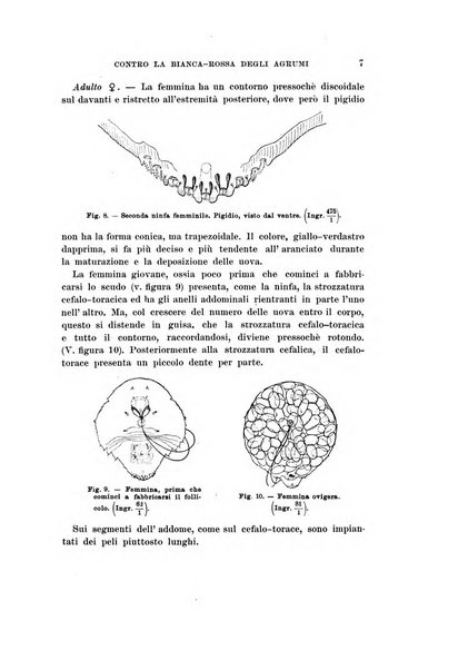 Redia giornale di entomologia pubblicato dalla R. Stazione di entomologia agraria