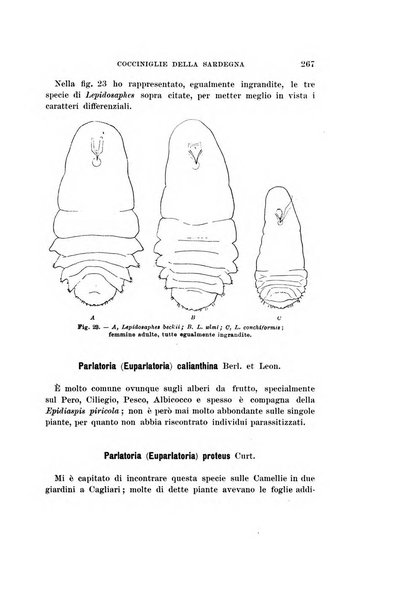 Redia giornale di entomologia pubblicato dalla R. Stazione di entomologia agraria