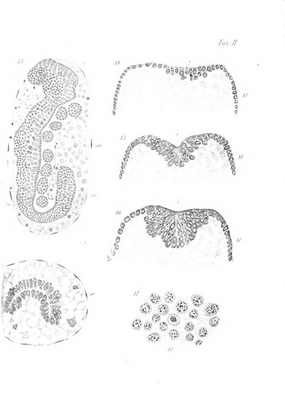 Redia giornale di entomologia pubblicato dalla R. Stazione di entomologia agraria