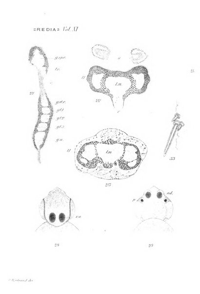 Redia giornale di entomologia pubblicato dalla R. Stazione di entomologia agraria