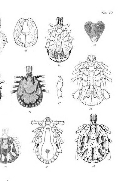 Redia giornale di entomologia pubblicato dalla R. Stazione di entomologia agraria