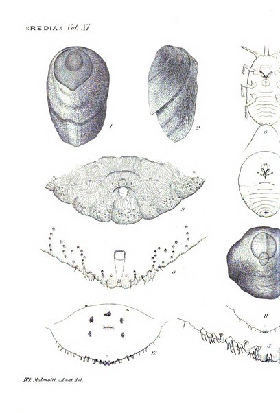 Redia giornale di entomologia pubblicato dalla R. Stazione di entomologia agraria