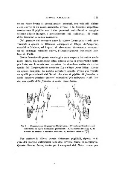 Redia giornale di entomologia pubblicato dalla R. Stazione di entomologia agraria