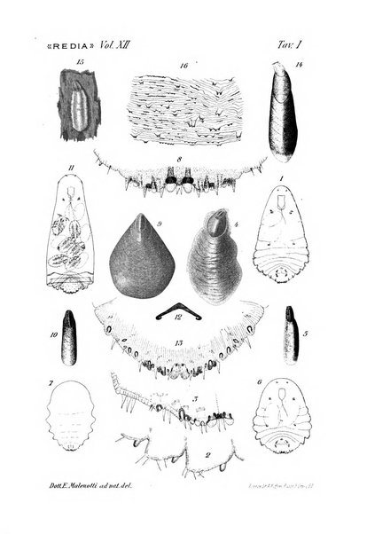 Redia giornale di entomologia pubblicato dalla R. Stazione di entomologia agraria