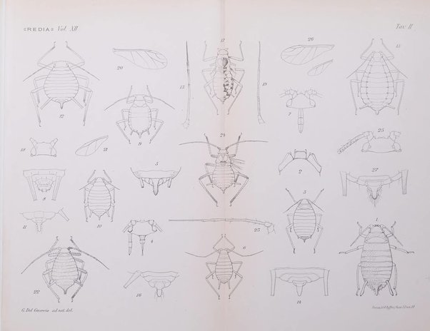 Redia giornale di entomologia pubblicato dalla R. Stazione di entomologia agraria