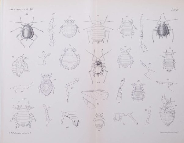 Redia giornale di entomologia pubblicato dalla R. Stazione di entomologia agraria