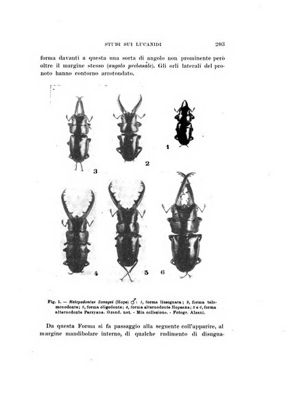 Redia giornale di entomologia pubblicato dalla R. Stazione di entomologia agraria