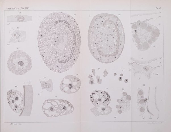 Redia giornale di entomologia pubblicato dalla R. Stazione di entomologia agraria