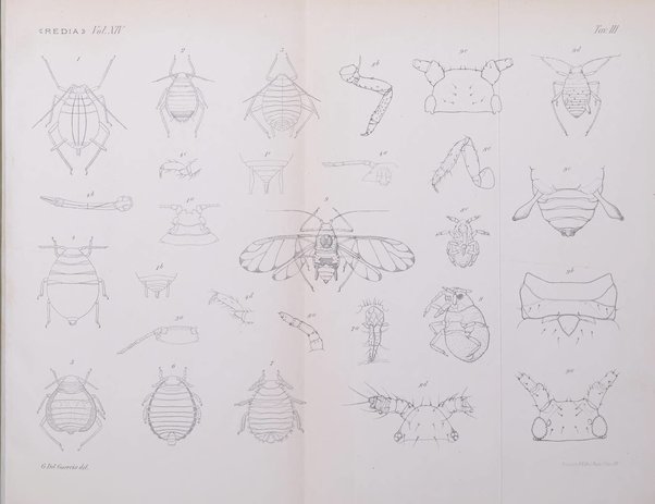 Redia giornale di entomologia pubblicato dalla R. Stazione di entomologia agraria