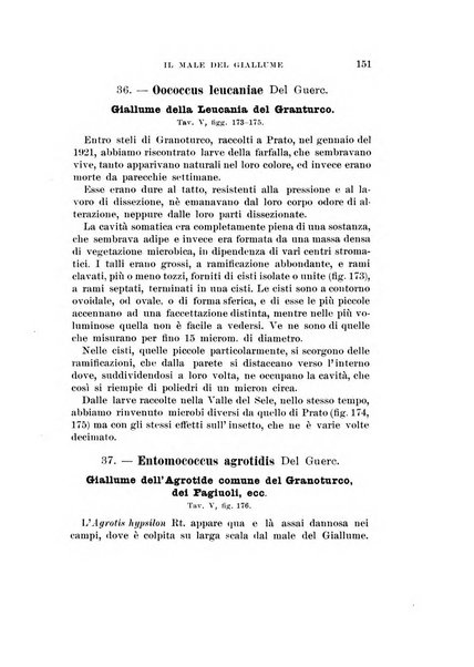 Redia giornale di entomologia pubblicato dalla R. Stazione di entomologia agraria