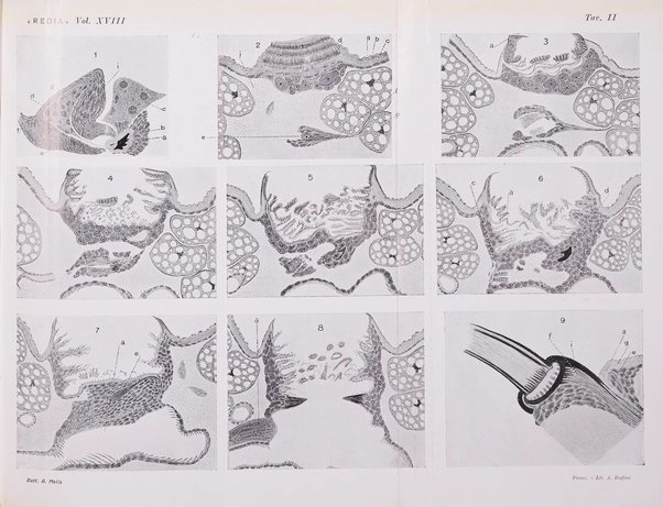 Redia giornale di entomologia pubblicato dalla R. Stazione di entomologia agraria