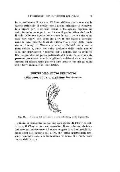 Redia giornale di entomologia pubblicato dalla R. Stazione di entomologia agraria