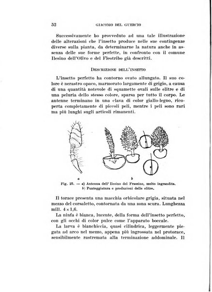 Redia giornale di entomologia pubblicato dalla R. Stazione di entomologia agraria