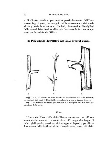 Redia giornale di entomologia pubblicato dalla R. Stazione di entomologia agraria