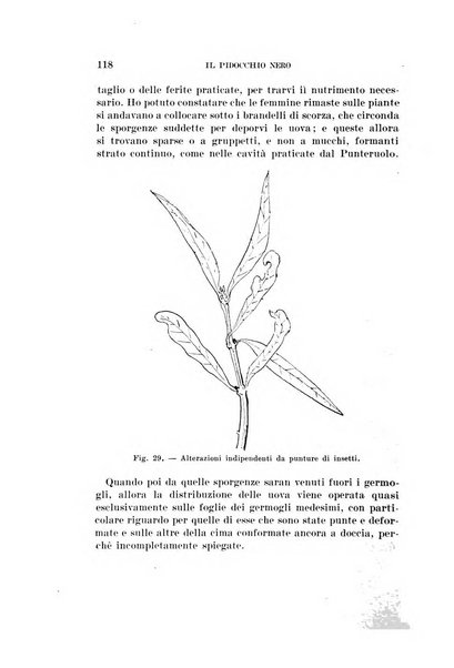 Redia giornale di entomologia pubblicato dalla R. Stazione di entomologia agraria