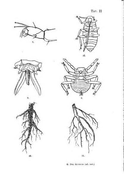 Redia giornale di entomologia pubblicato dalla R. Stazione di entomologia agraria