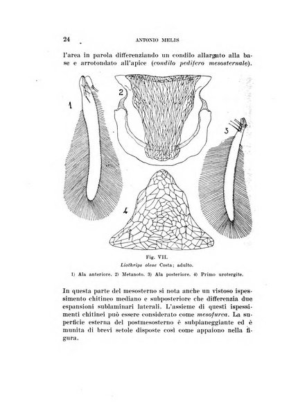 Redia giornale di entomologia pubblicato dalla R. Stazione di entomologia agraria