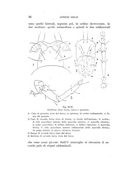 Redia giornale di entomologia pubblicato dalla R. Stazione di entomologia agraria