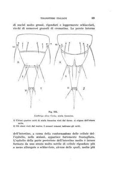 Redia giornale di entomologia pubblicato dalla R. Stazione di entomologia agraria