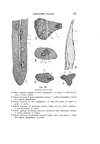 Redia giornale di entomologia pubblicato dalla R. Stazione di entomologia agraria